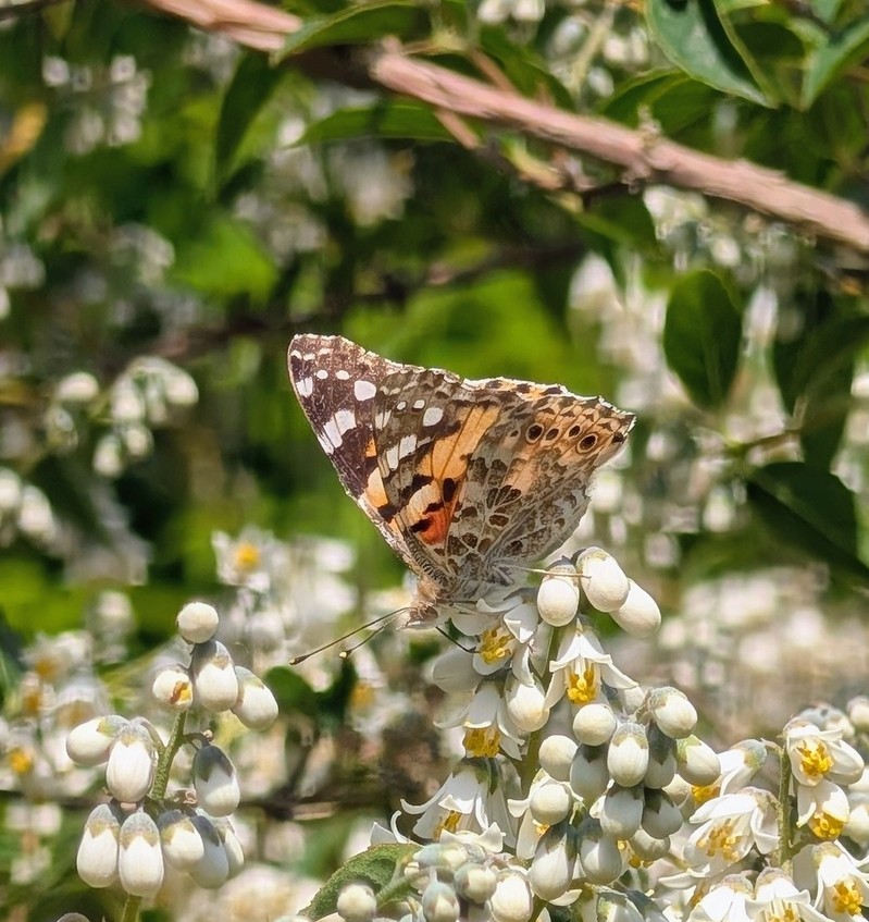 A wildlife-friendly natural garden with pollinators