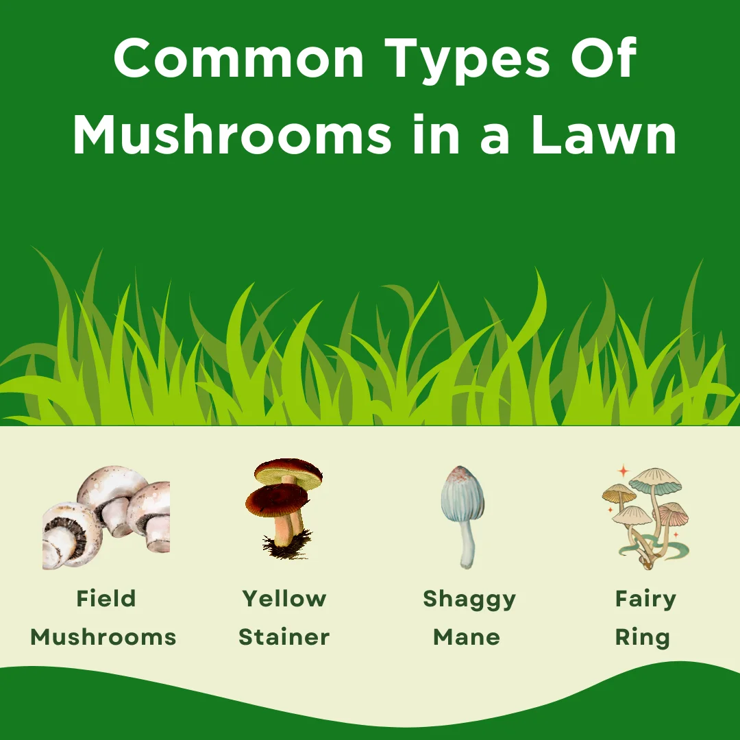 A visual post explaining the most common types of mushrooms in a lawn
