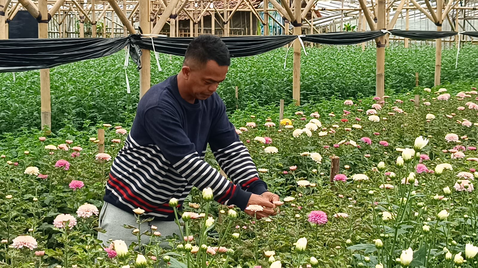 Petani bunga di Bandung, Jawa Barat, Tatang Rustandi siap memanen bunga mawar.