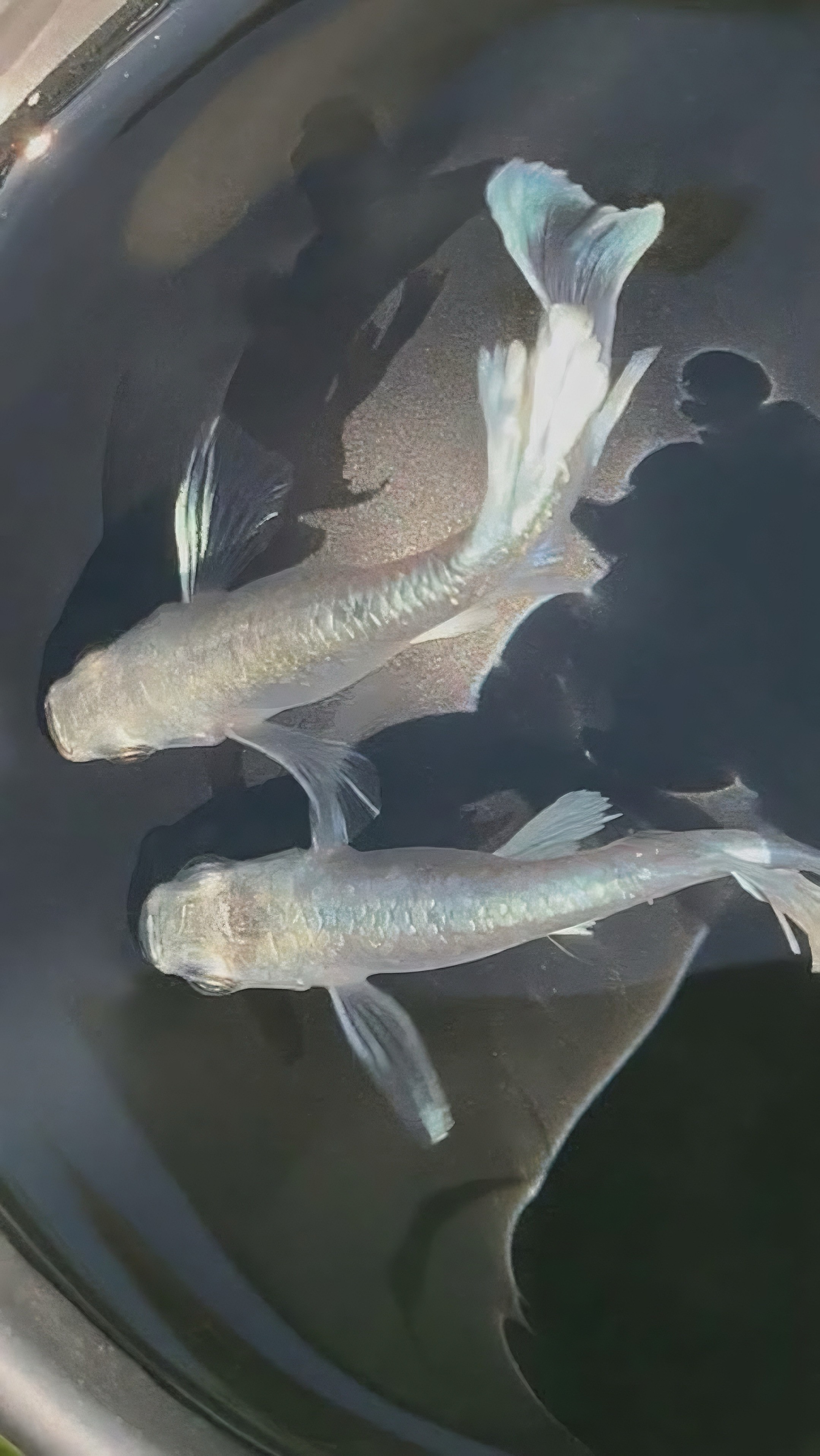 Medaka Shiratsubasa Longfin photographié vu de dessus, avec ses longues nageoires