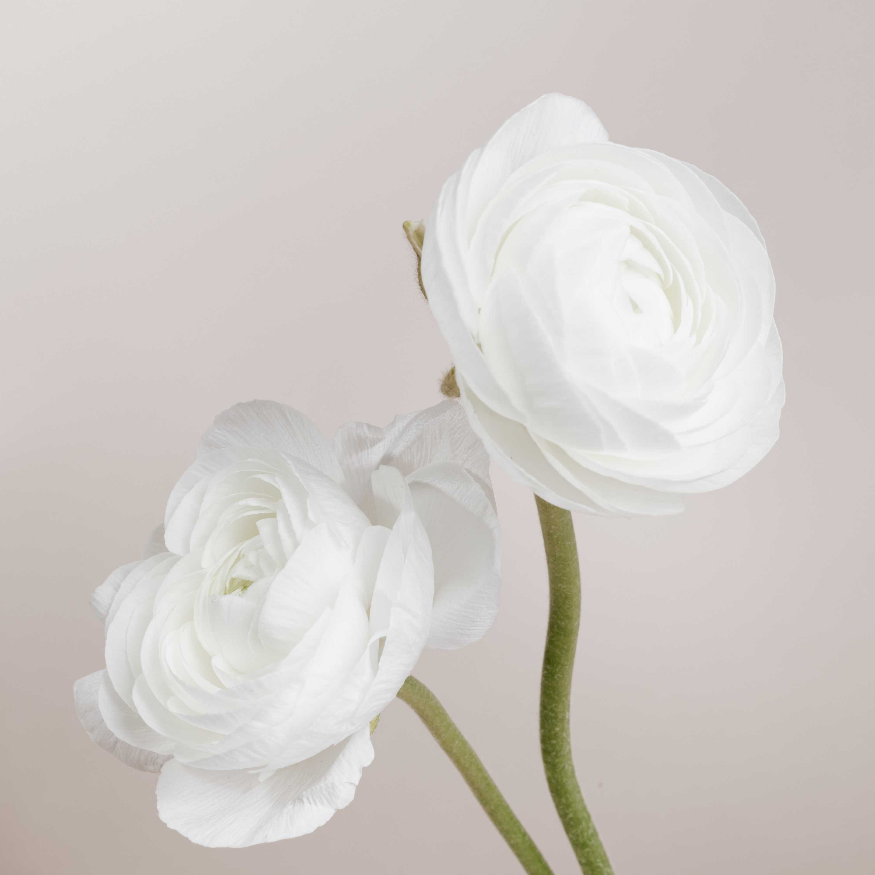 Closeup von 2 weißen Blumen