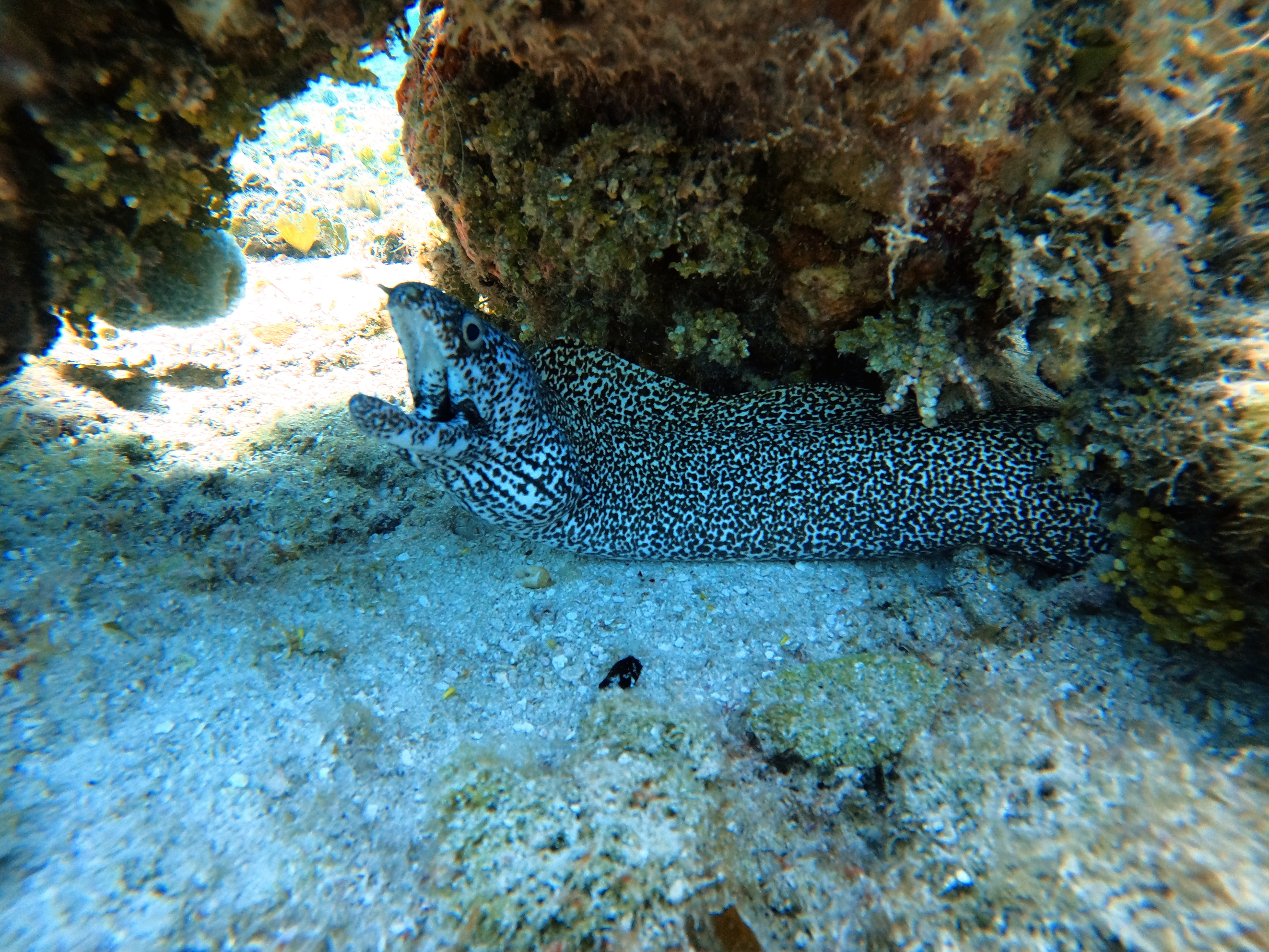 Coach explaining stuff to an athlete