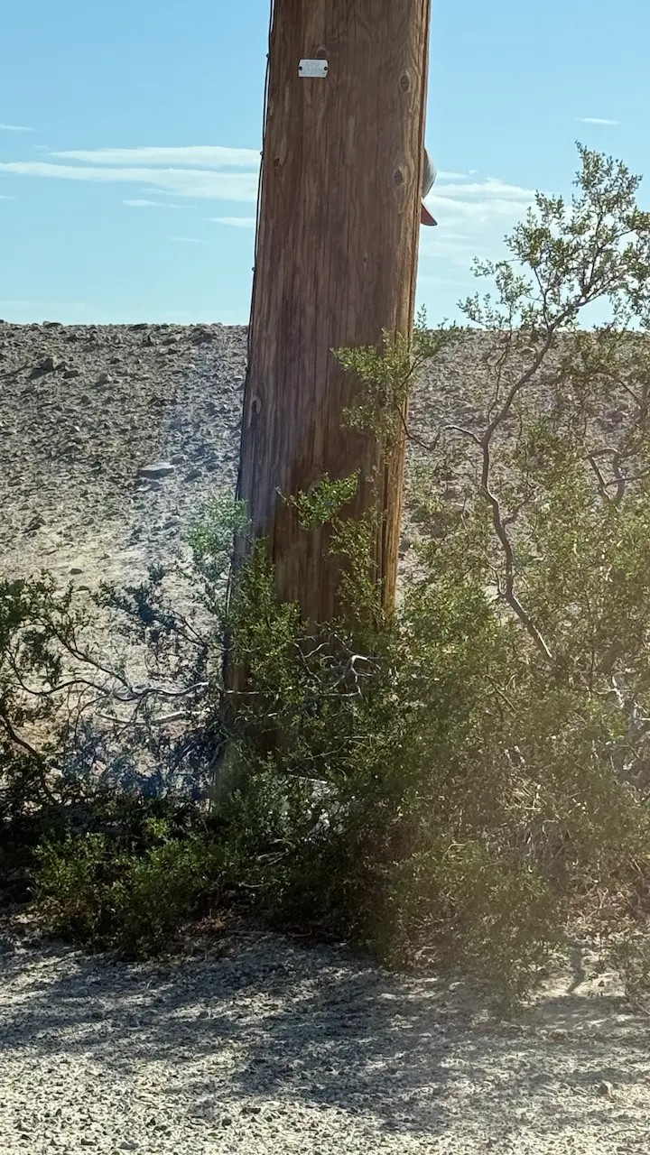 A telephone pole with a few desert bushes in front, and the edge of a hat barely visible at the top of the frame.