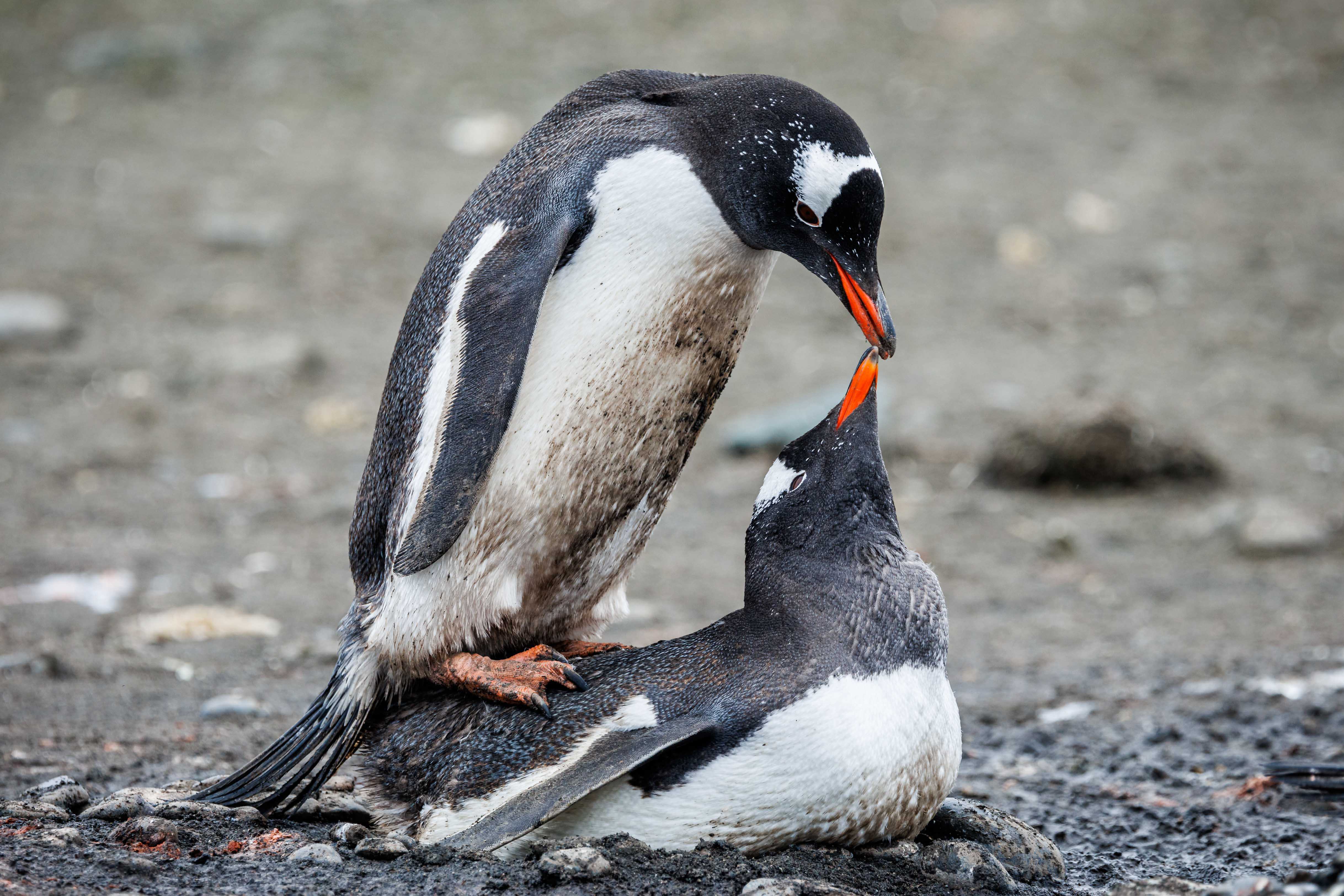 Penguin feeding its cub in Antarctica