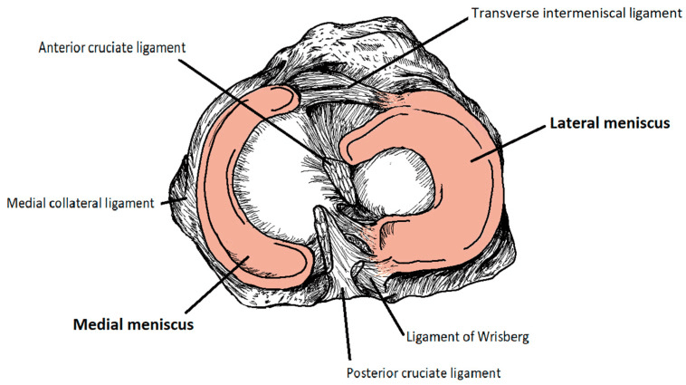 Physical Therapy Team Names - meniscus mob anatomy term