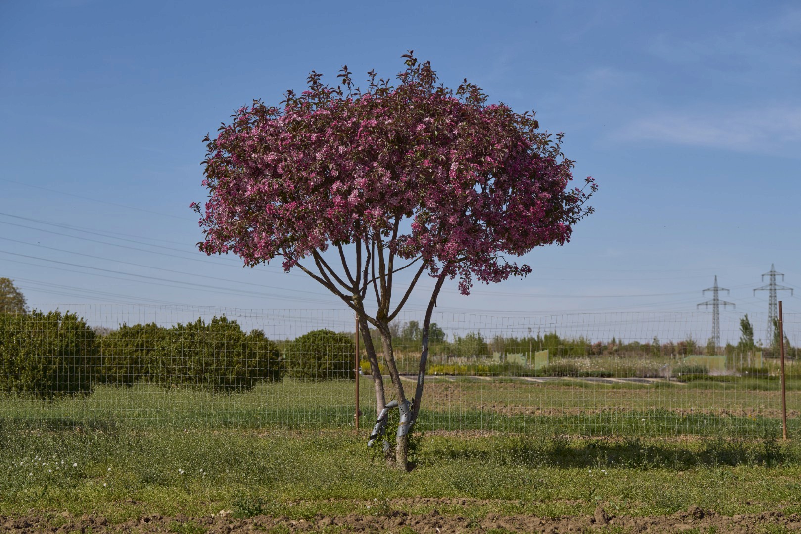 Malus ‘Scarlet’ mit schirmförmiger Krone, dunkel rötlichem Laub und zahlreichen intensiv pinkfarbenen Blüten.