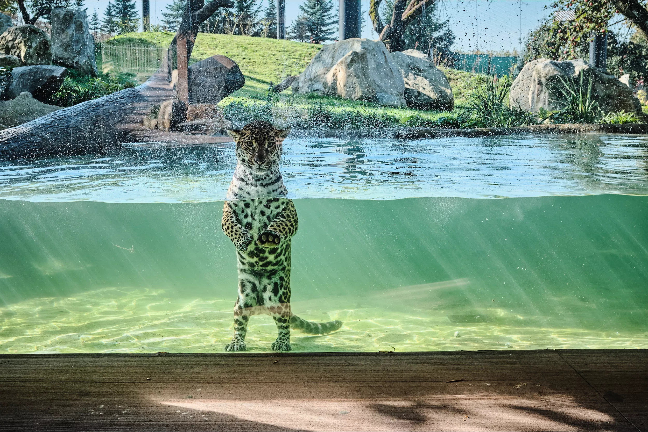 ZOO Zlín-Lešná, zasklení – Jaguar Trek