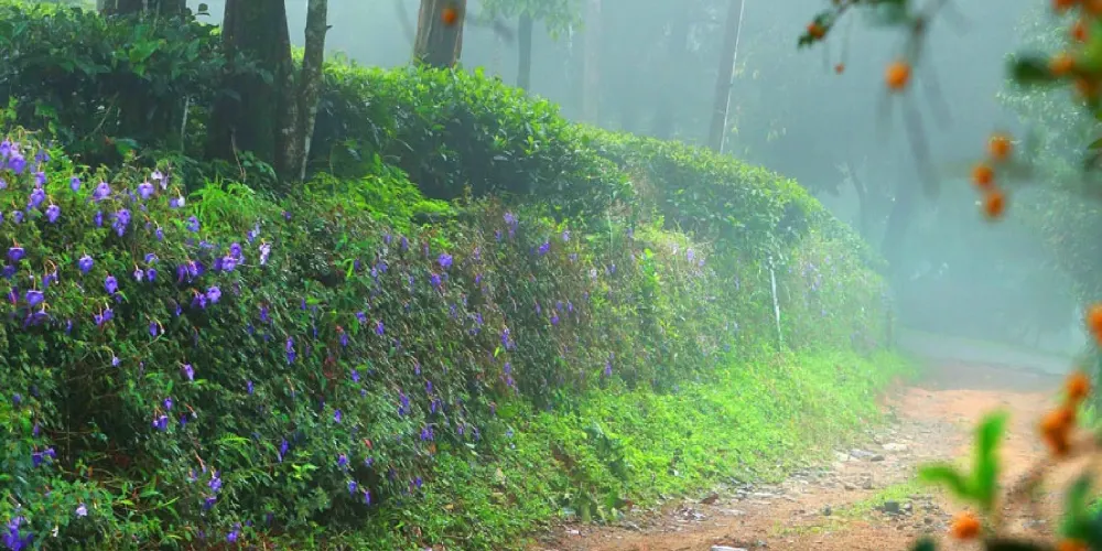 Slow Travel in Kuttikkanam: Meaningful Experiences for Modern Travellers