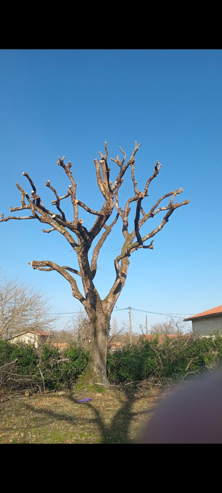Un arbuste avec a son pied des fleurs et en fond une maison flou