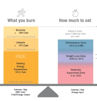 Visual representation of energy expenditure (exercise, lifestyle, RMR) versus energy intake for maintenance and weight loss.