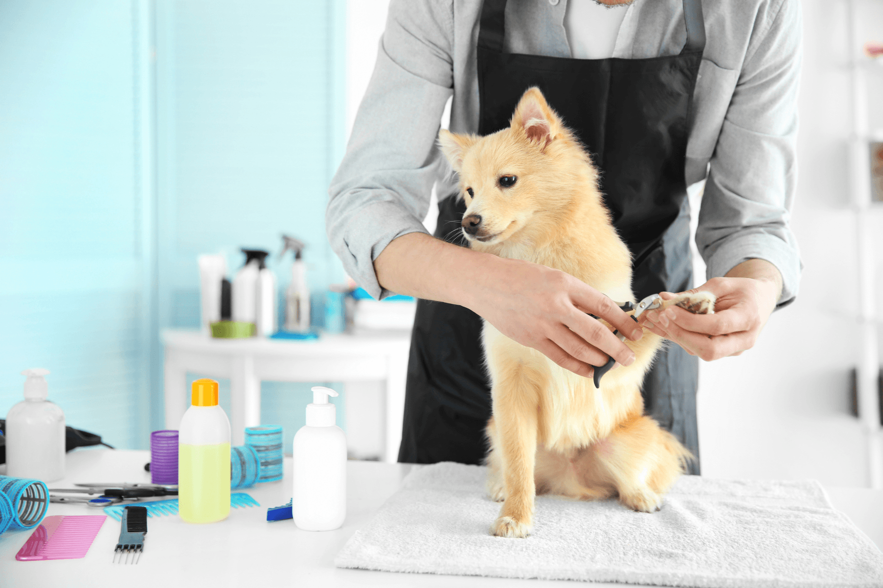 Pet Grooming Website Design: 10 Tips to Attract Clients in Canada