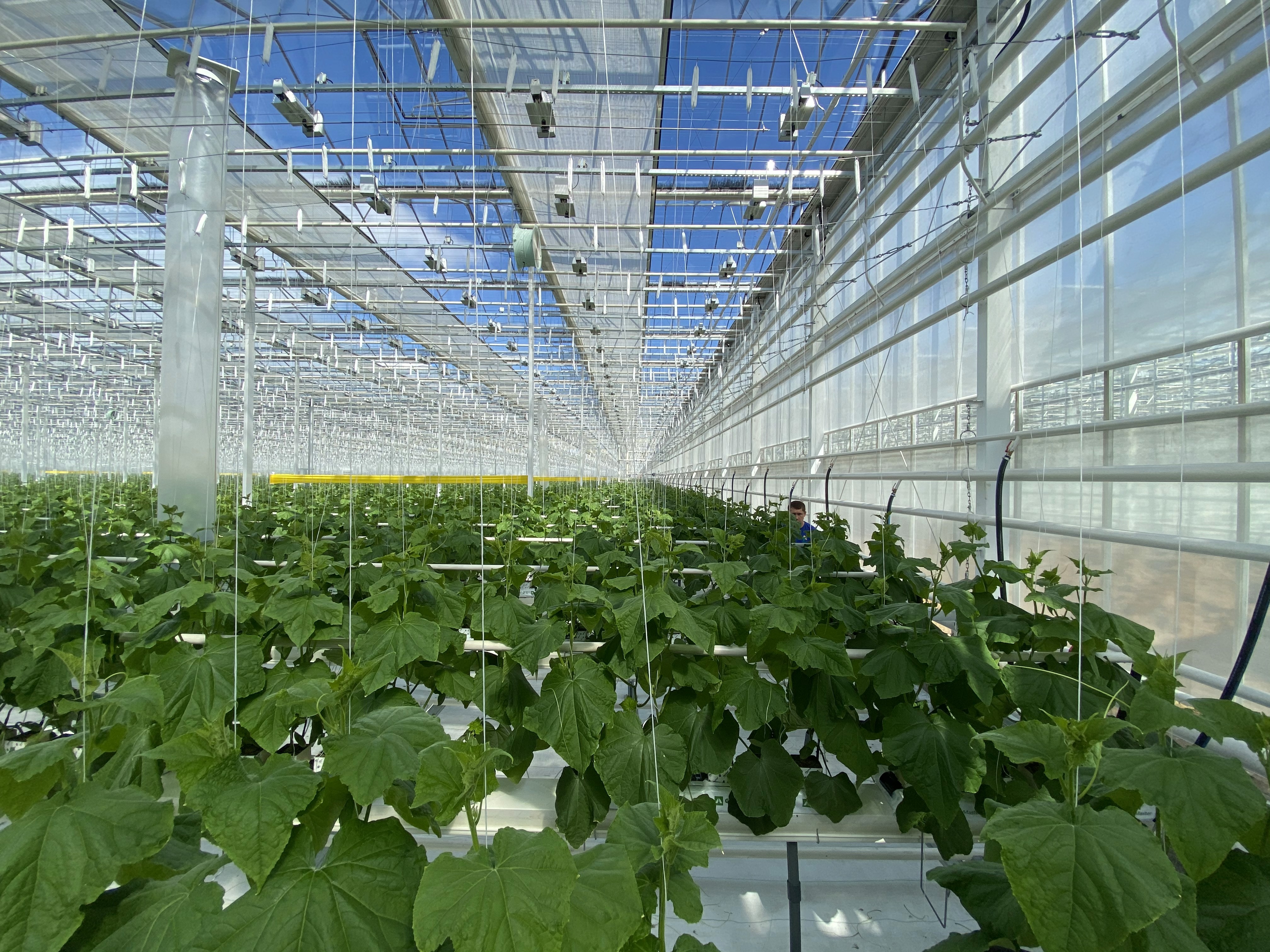 Horti XS projects ProCann