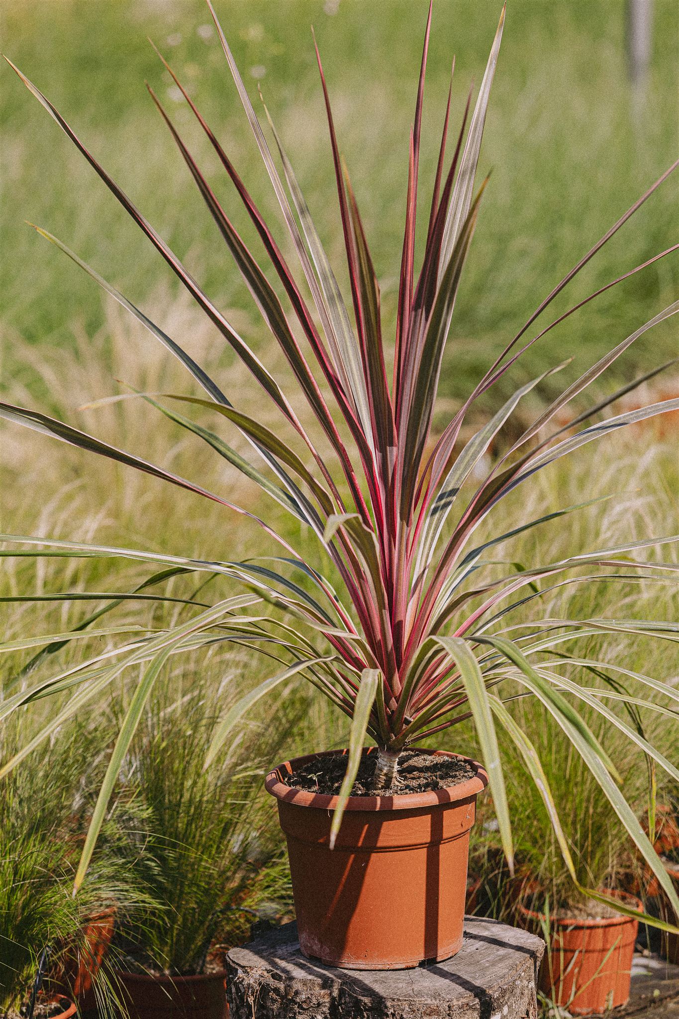 Phormium tenax purpureum Eiviss Garden