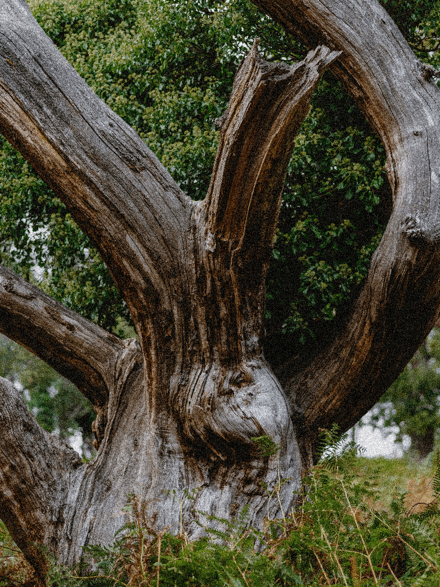 Drzewo, pnące się do góry