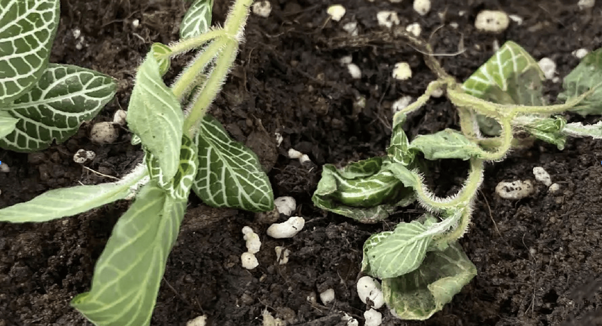 Wilted vivarium plants
