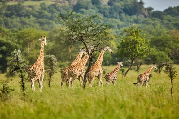 brown leopard on top of grey rock