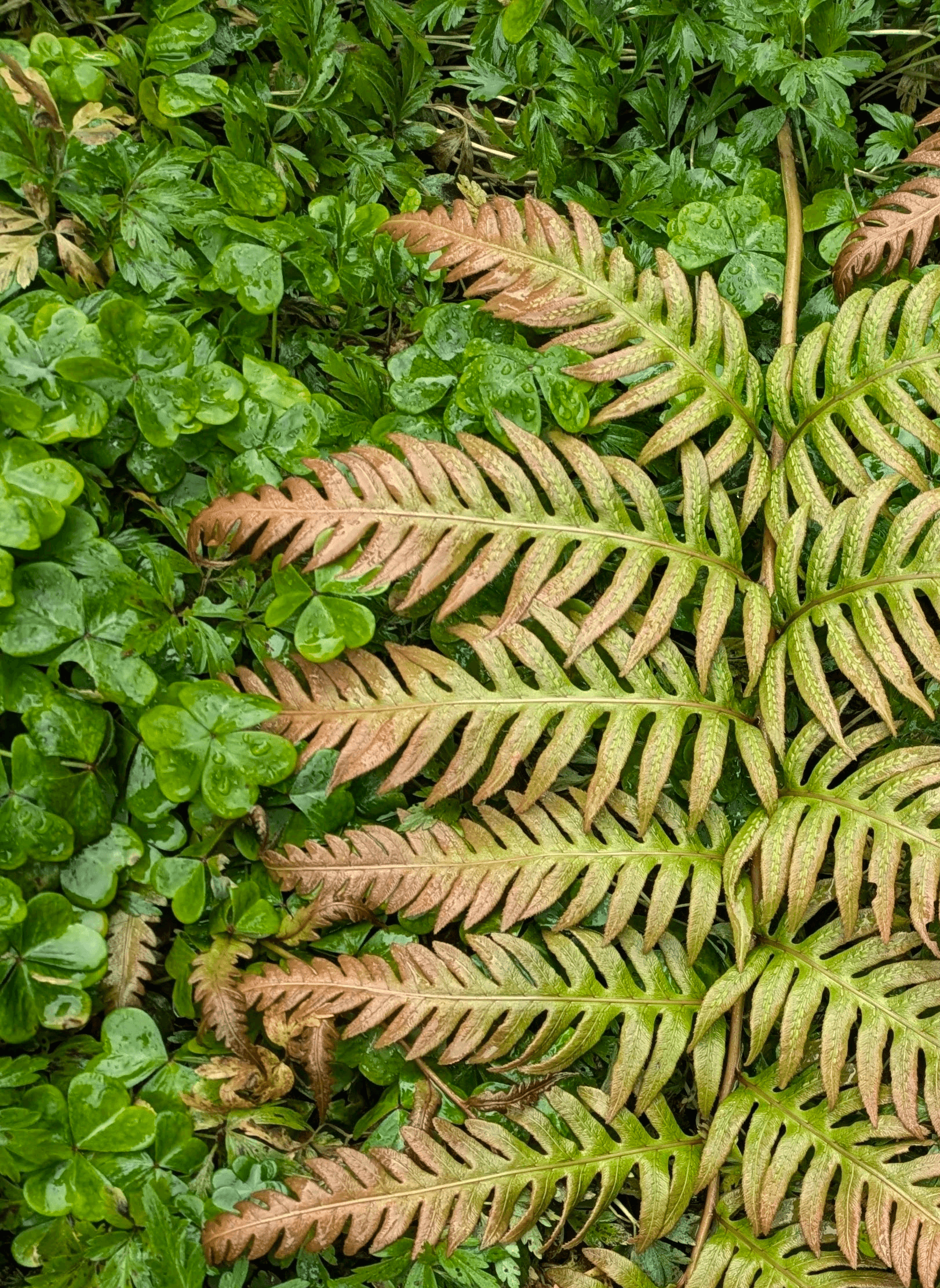 rust-tipped fern fronds lying among clover and low greenery after rain
