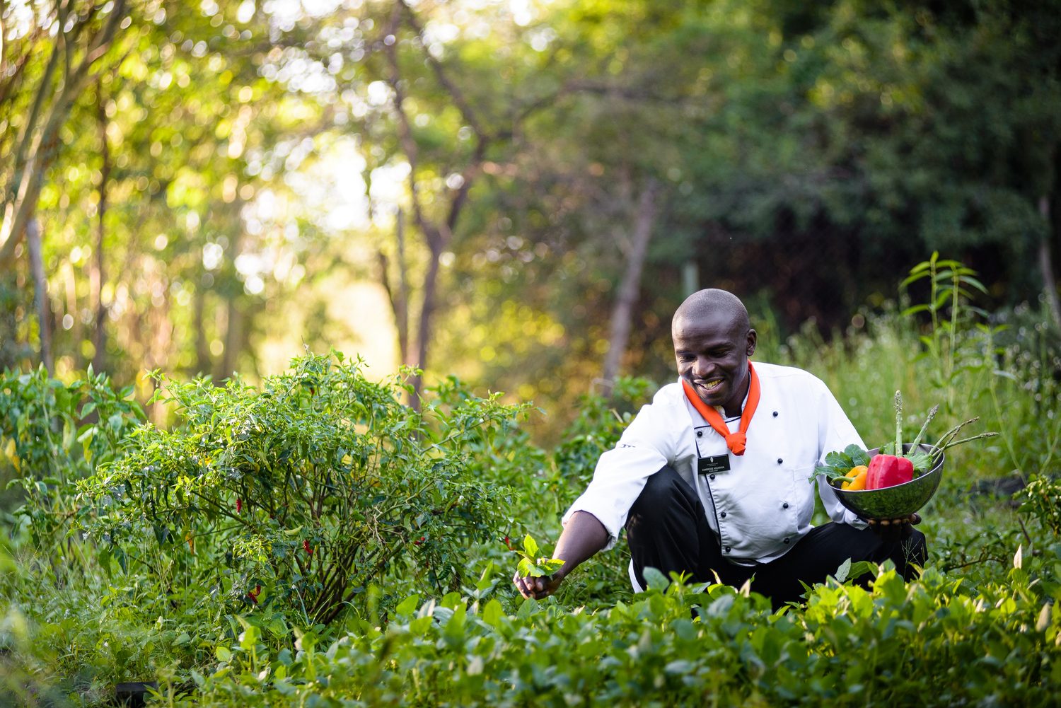 A chef gathering vegetables in the lodge garden