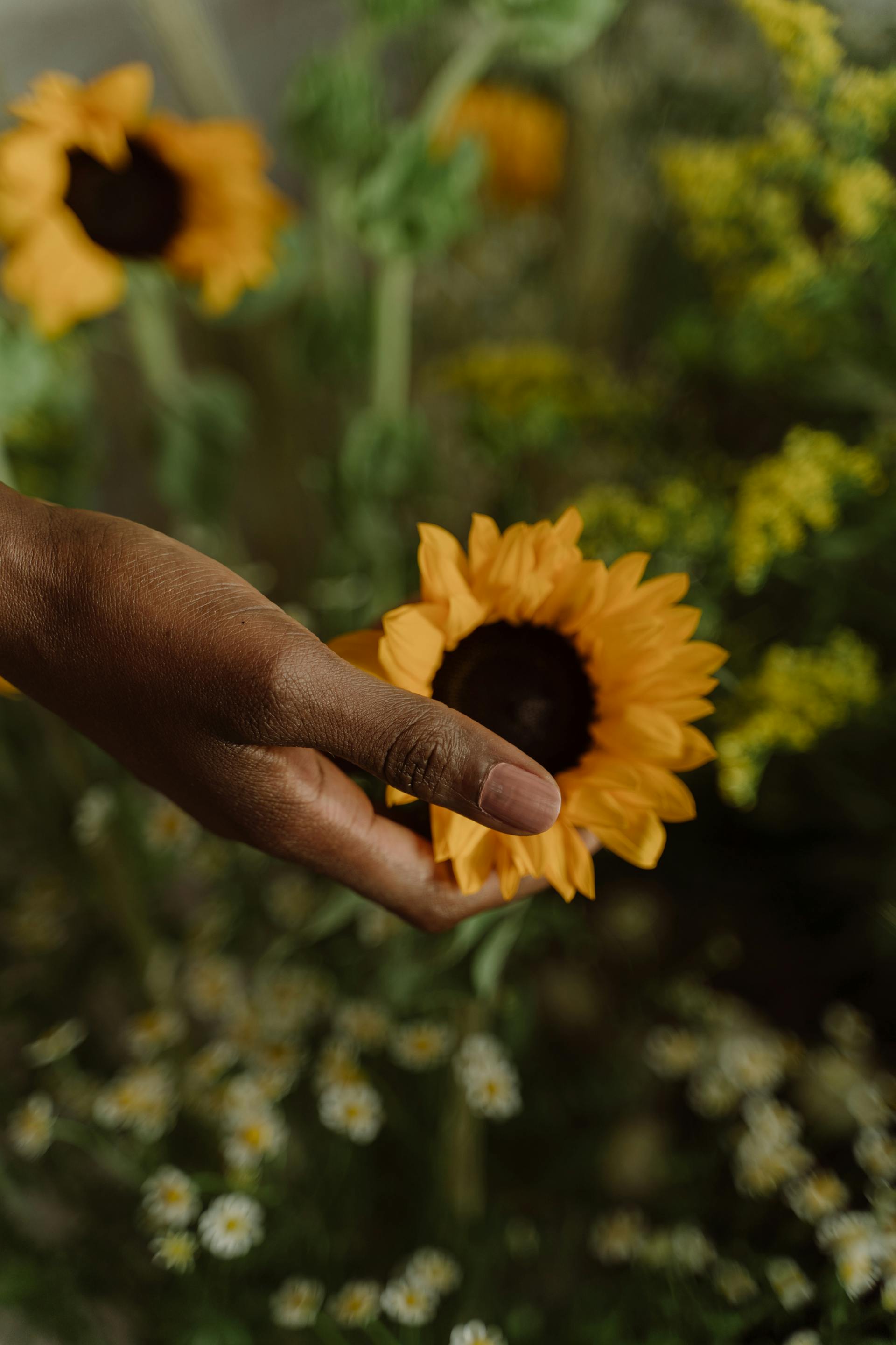 A person’s hand reaching out to touch a bright yellow sunflower blooming in a garden filled with wildflowers.