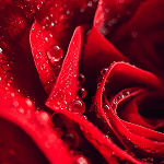 Atsiliepimas apie paslaugas