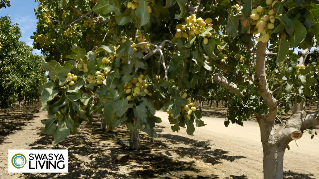 Organic Pistachio Farming in India
