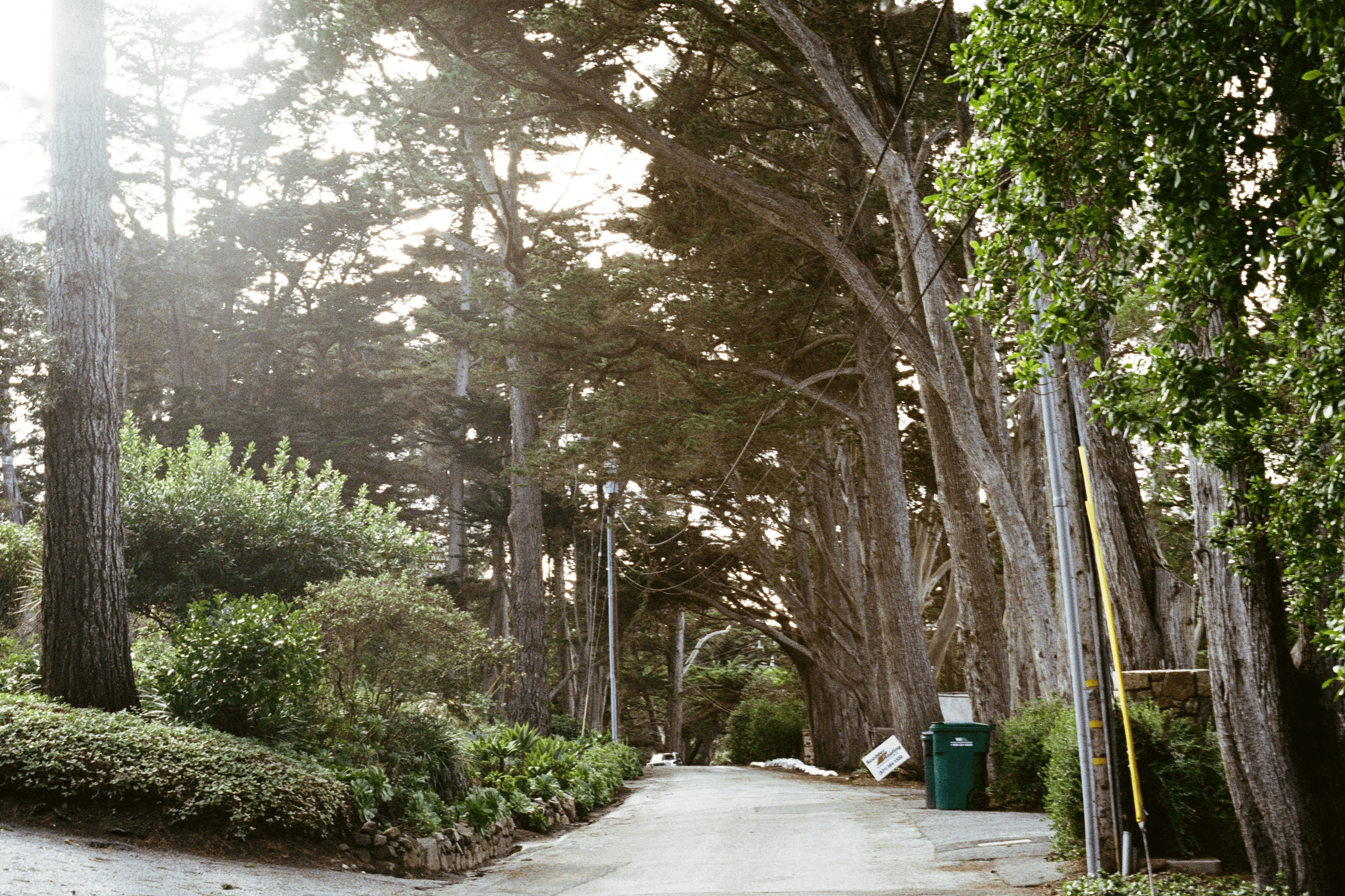 Sunlit forest path with tall trees and dappled light