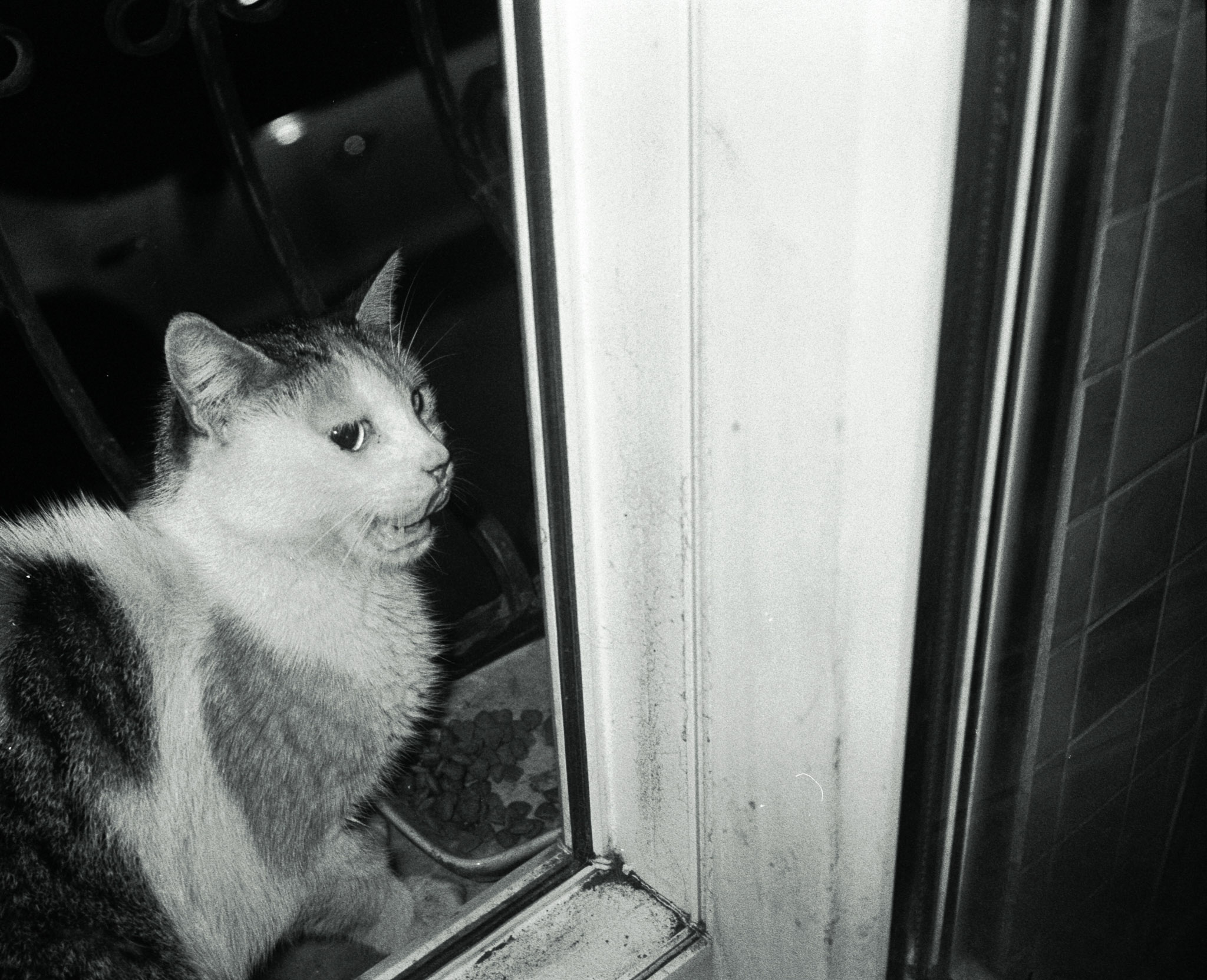 Black and white photo of a cat meowing by a window, with food bowl and iron bars visible in the background.