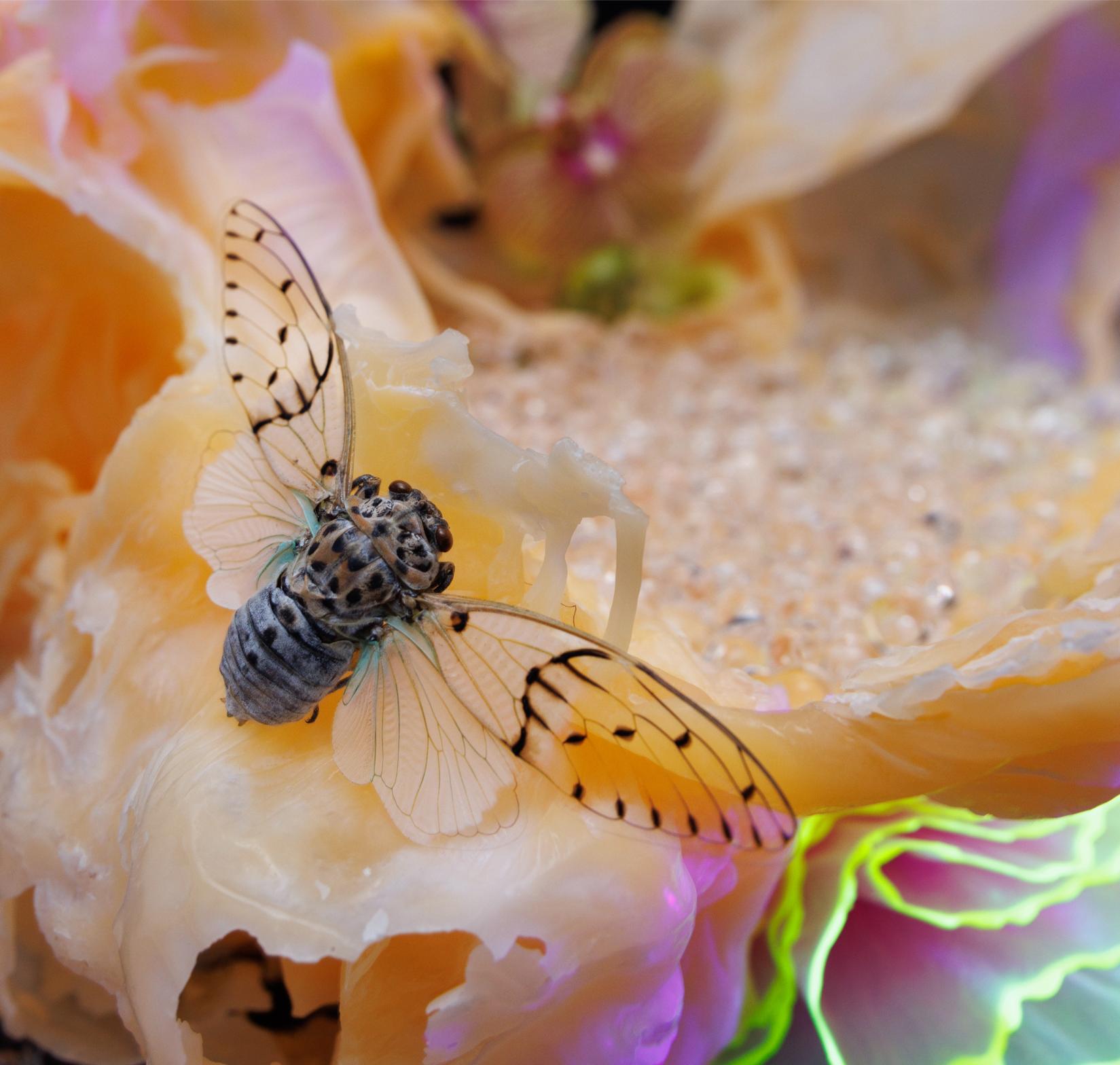 insects Photography