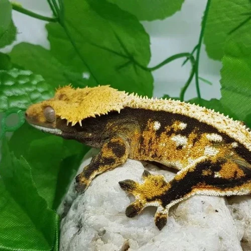 A vibrant golden orange crested gecko