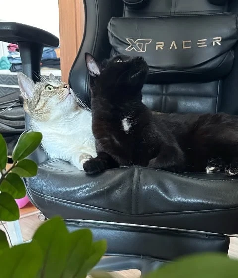 A black cat sits on a black chair surrounded by green leaves and a small glass of water nearby.