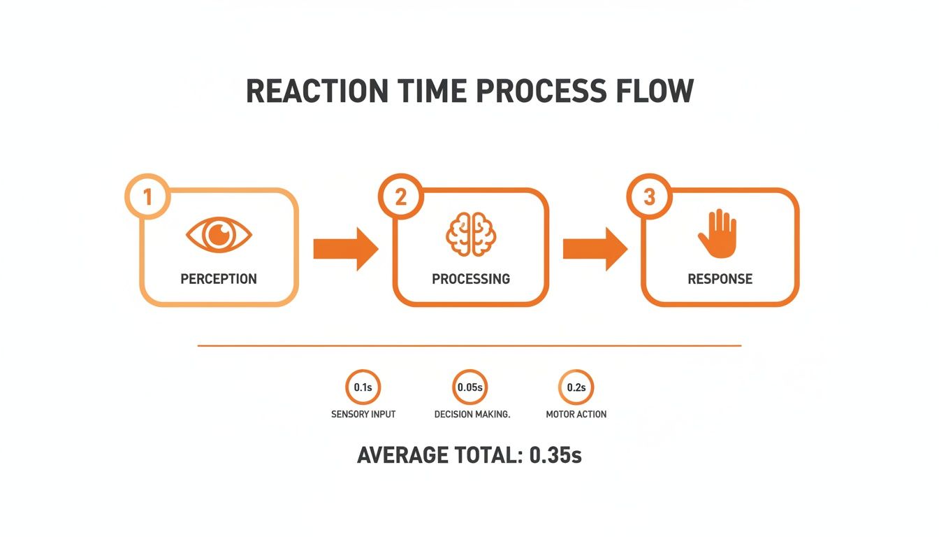 Flowchart illustrating human reaction time, showing perception, processing, and response stages with associated average durations.