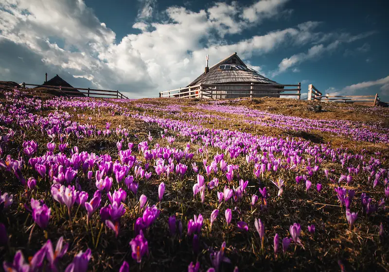 A serene landscape featuring a sunlit farmhouse at Velika Planina, Slovenia, surrounded by vibrant purple crocus flower fields at sunset.