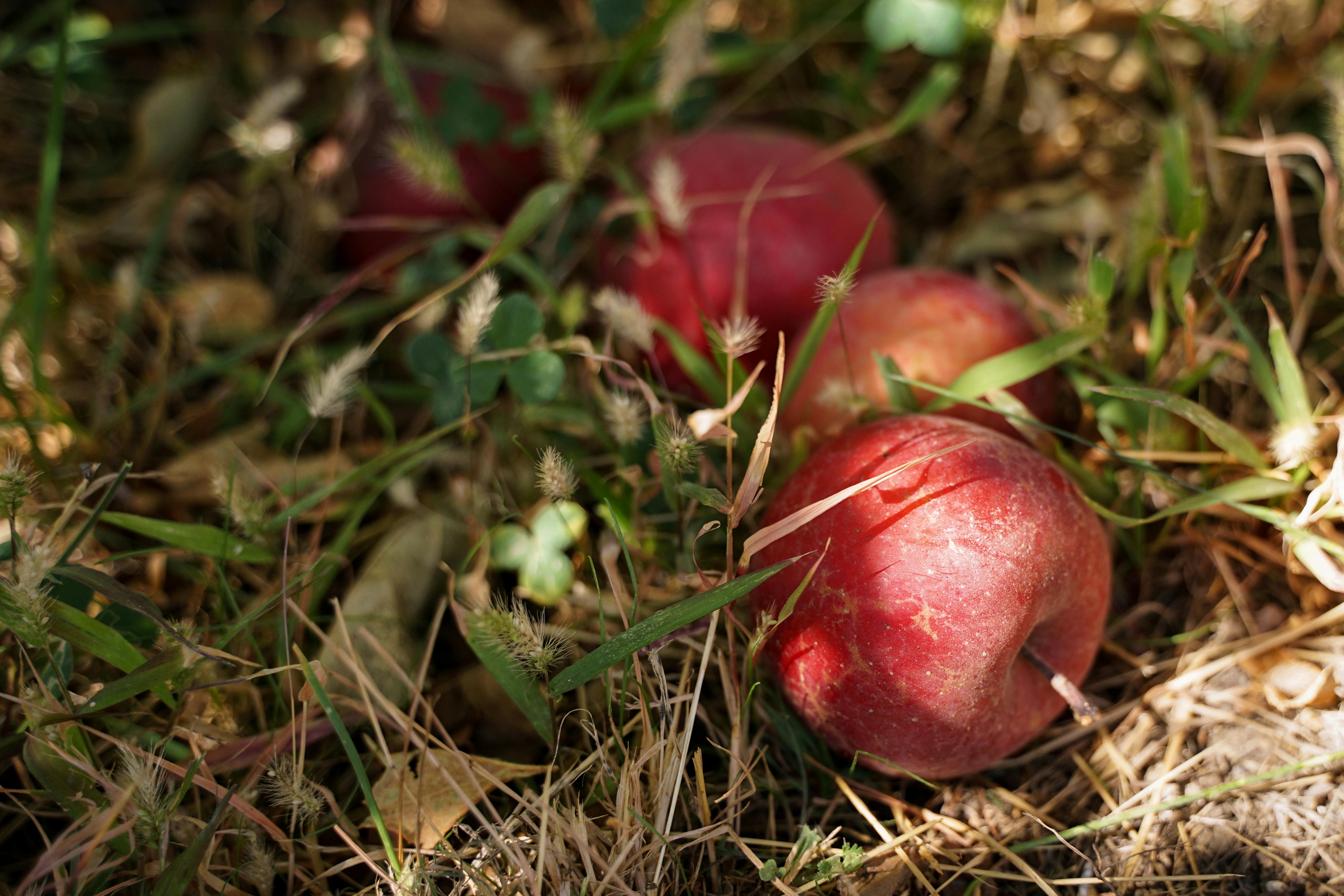 Apples that have dropped in grass representing underutilized potential