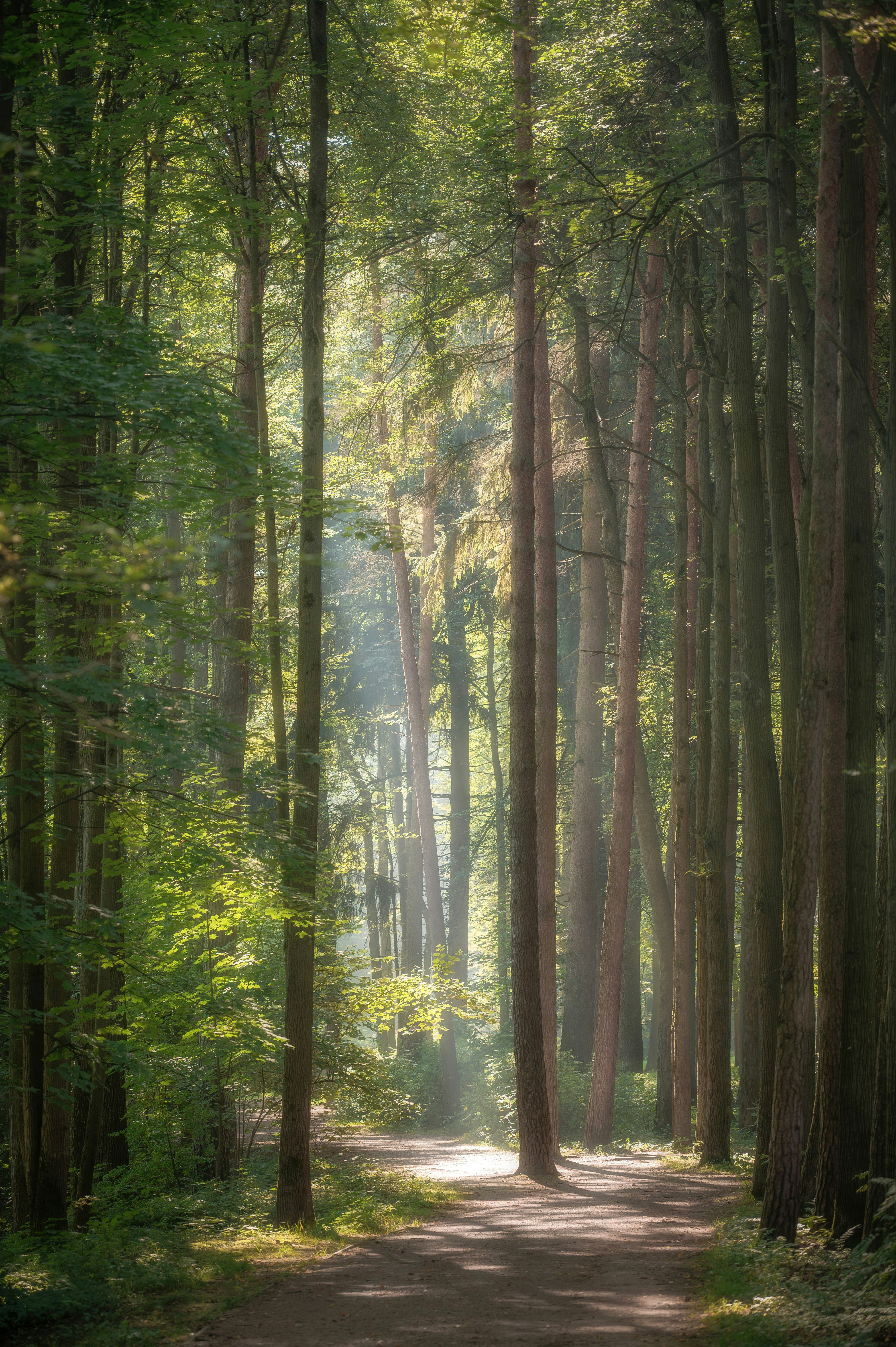 Sunlight streams through a lush forest path.