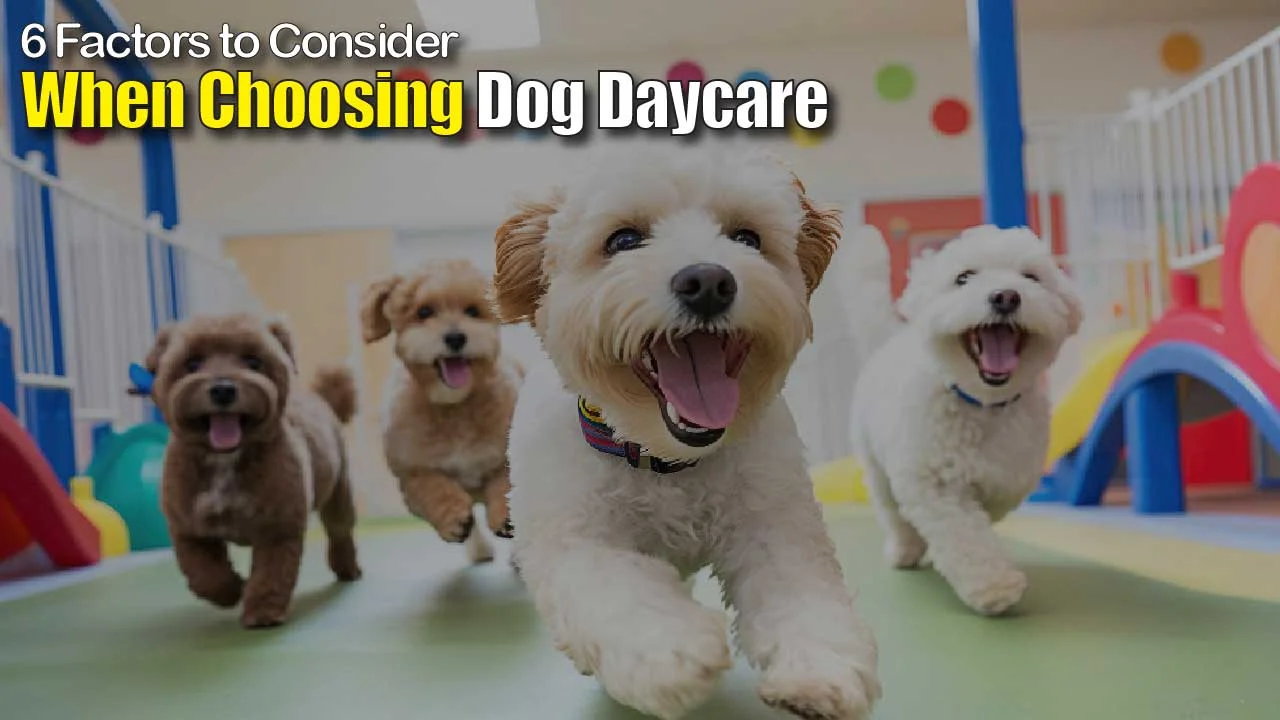 Dog Daycare