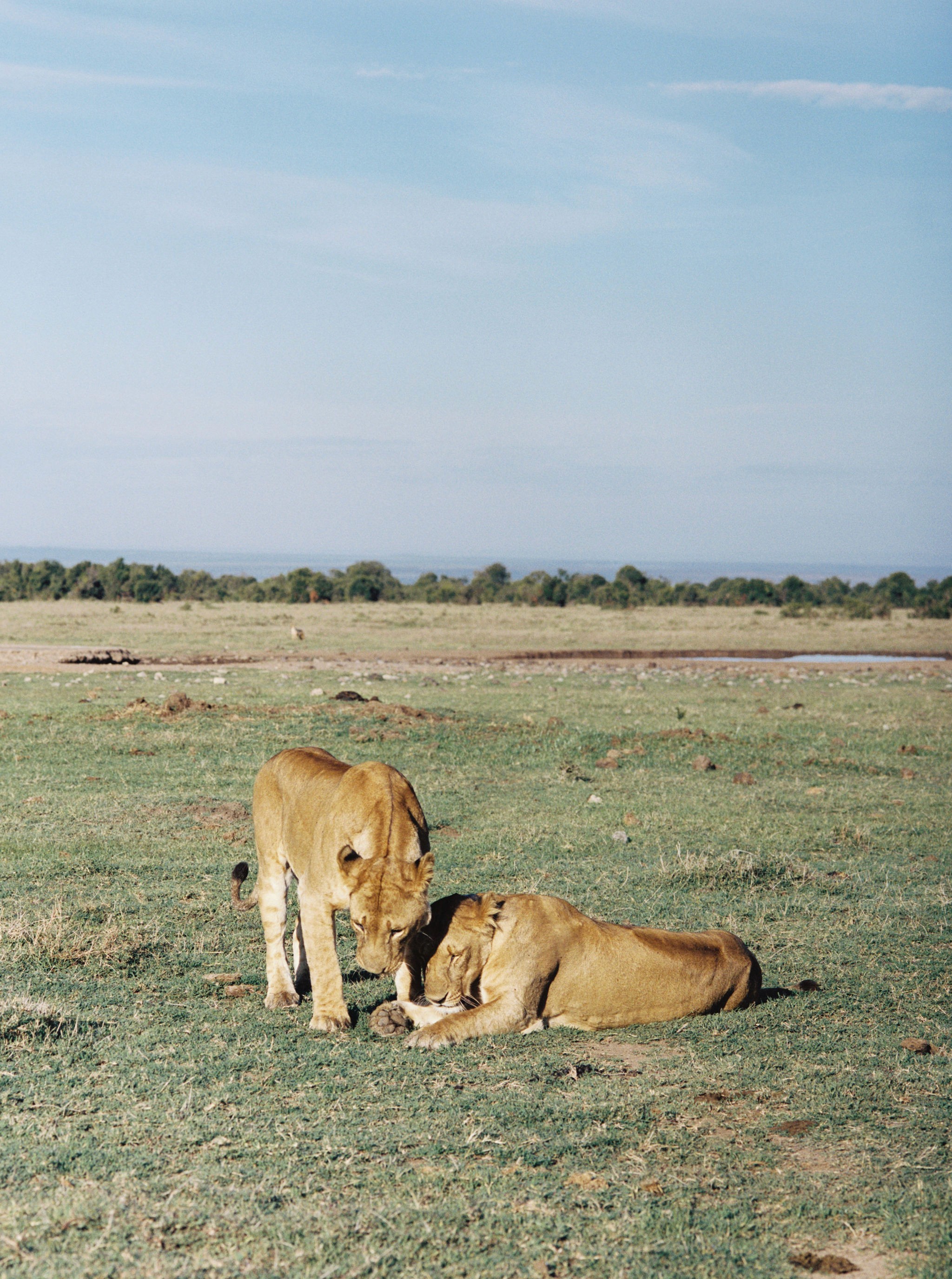 lions game drive kenya, kenya safari retreat yoga wellness 2025