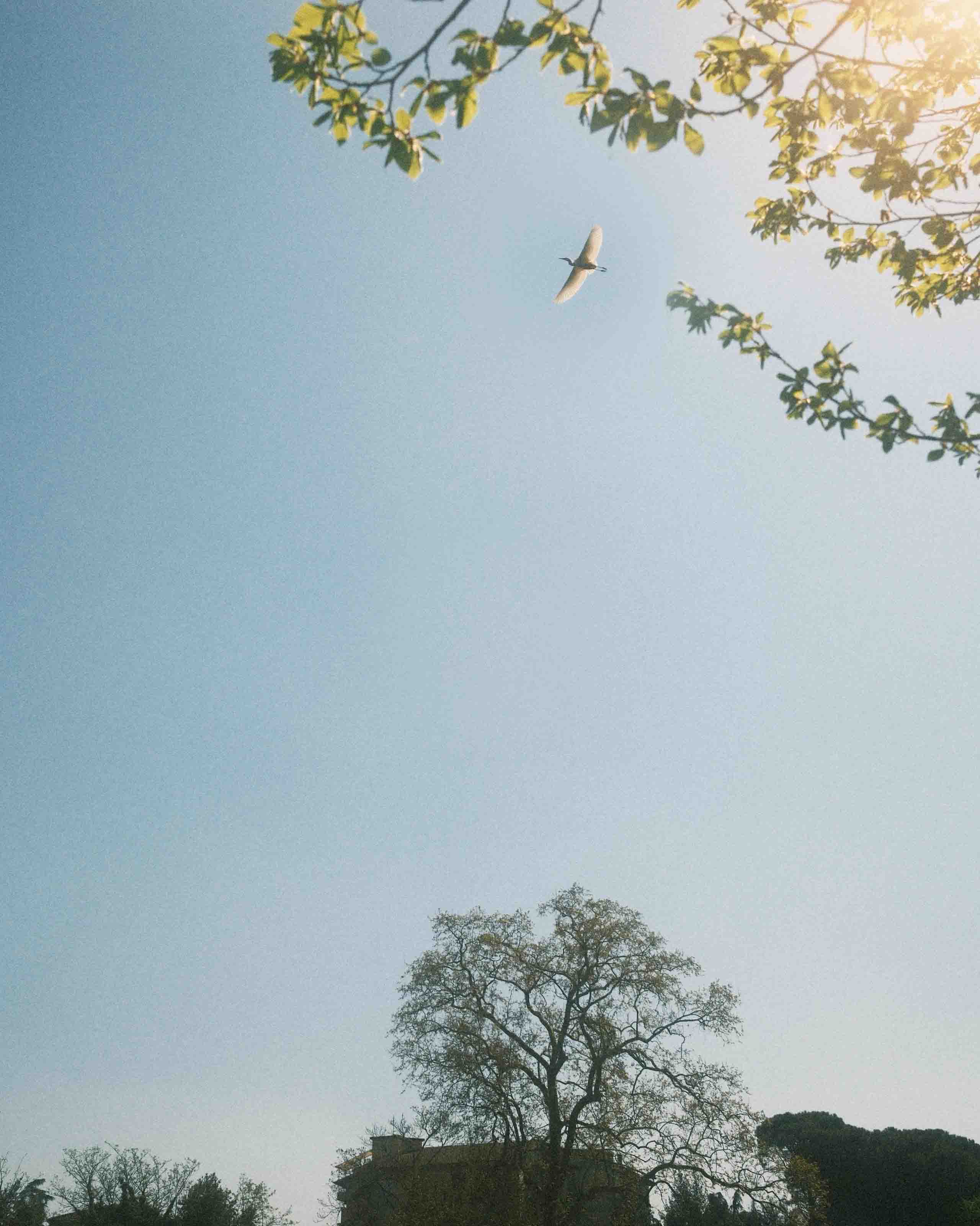Flying bird in a clear blue sky