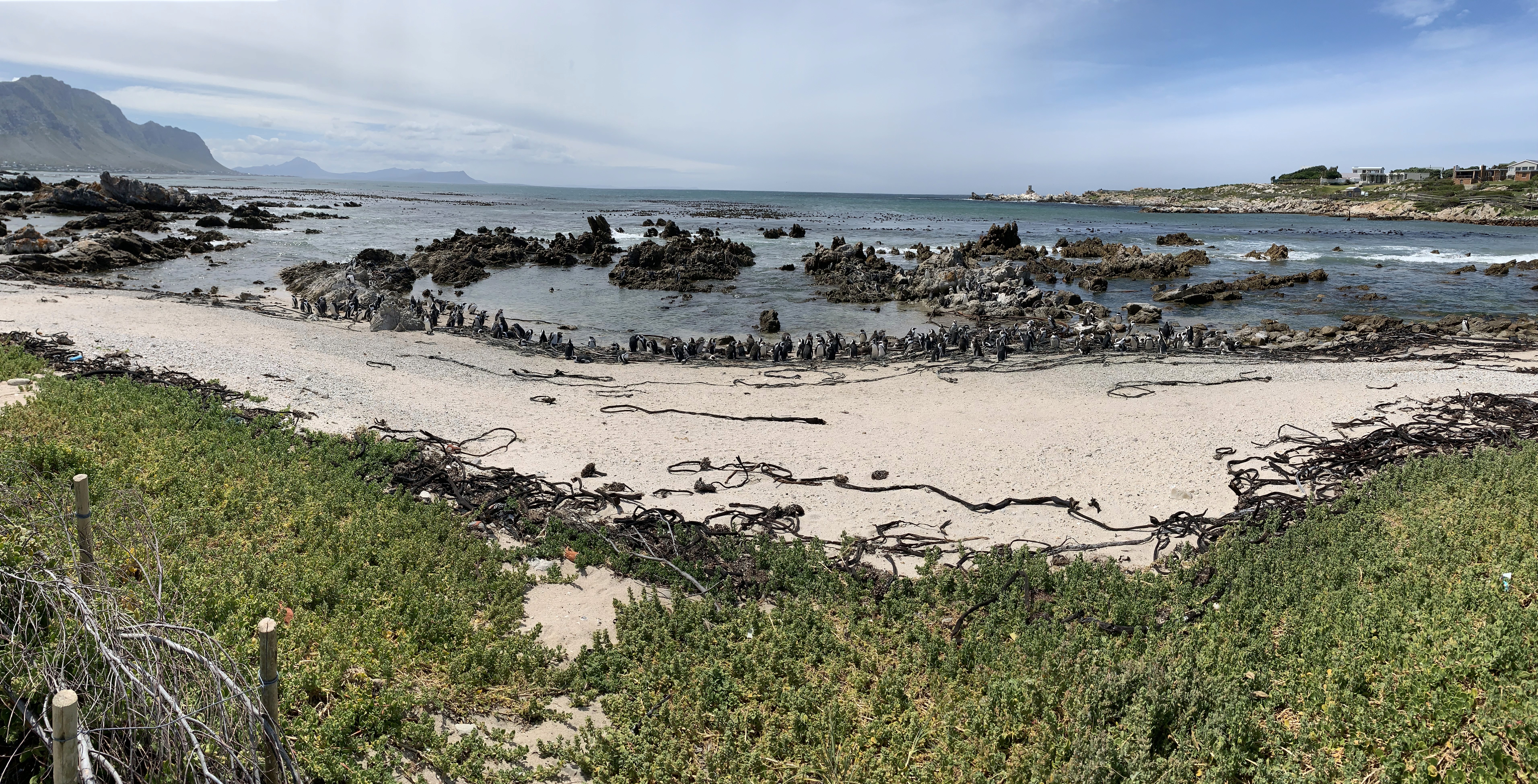 An extreme wide angle photo of one of the beach areas at Stony Point Nature Reserve. Sand, green shrubbery, the ocean and mountains are all visible.