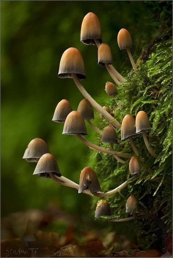 Cluster of psilocybin mushrooms growing on moss representing Niños Santos the Holy Children medicine