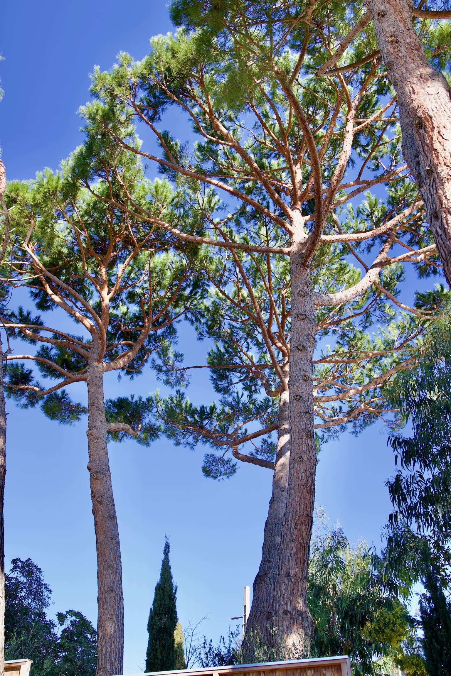 Mise en valeur et taille de formation de grands pins parasols sur une propriété à La Croix-Valmer - BML Paysages