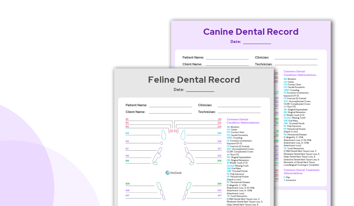 Vet-Specific Dental Health Month Resources|A sneak peak of PetDesk's Vet-Specific Dental Month Resources