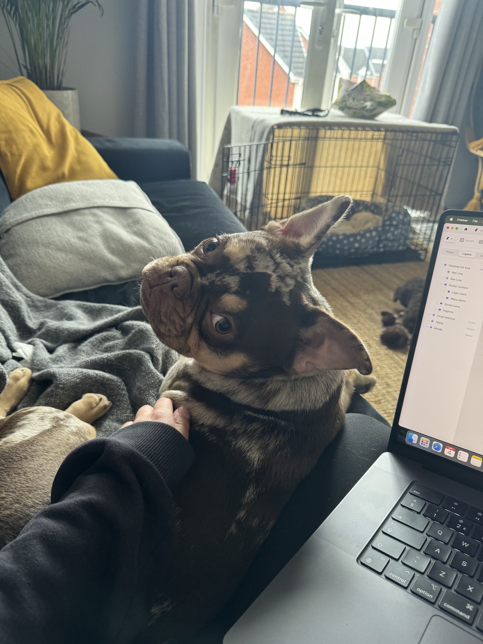 Brown and tan french bulldog laid next to a person on a dark sofa. They're looking at the camera with a hand stroking their back. There's a laptop in the foreground and dog crate in the background