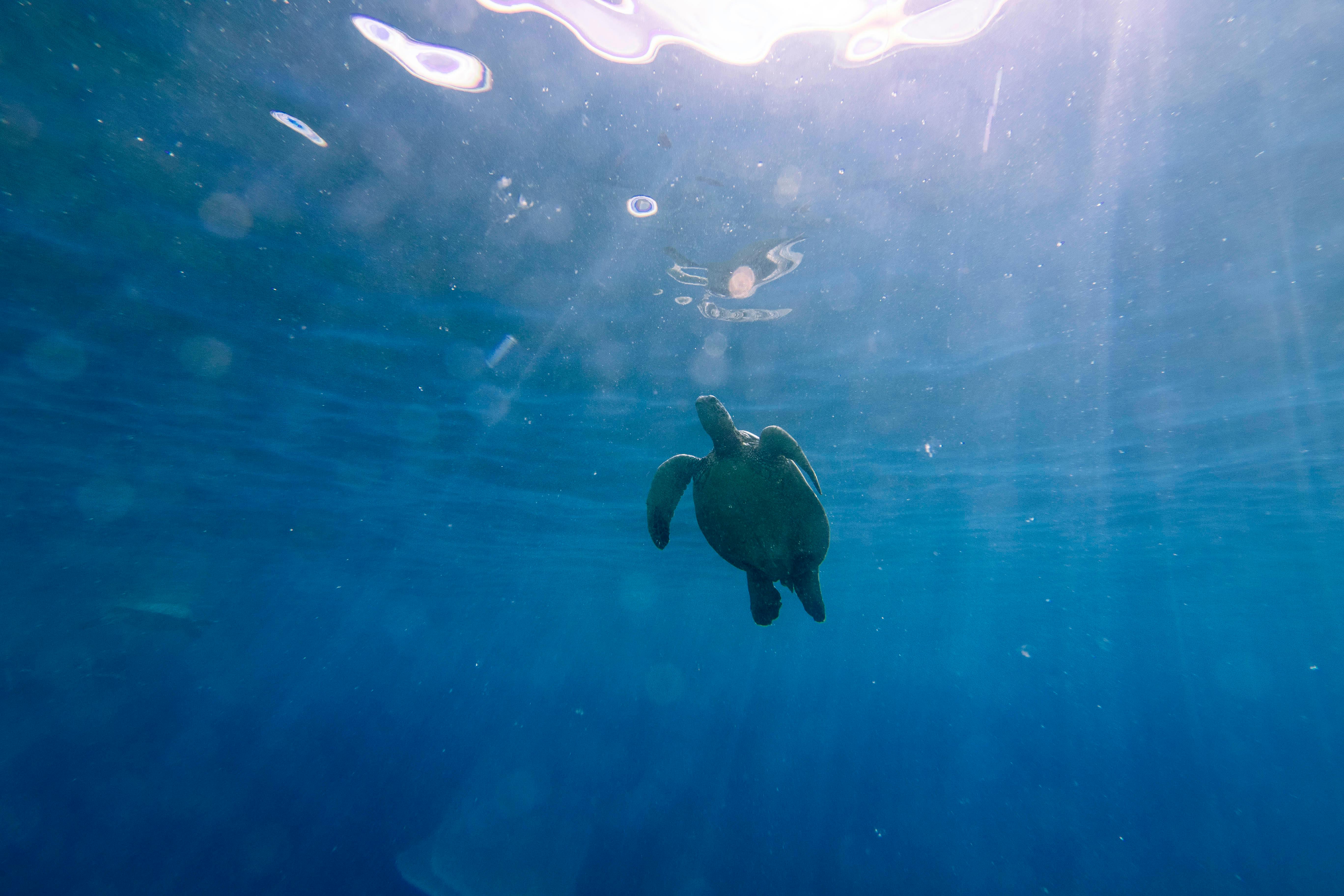 Wildlife You Might See on Oahu’s North Shore This Summer
