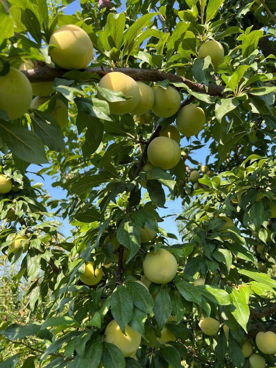 Cluster of juicy plums, direct orchard sourcing.