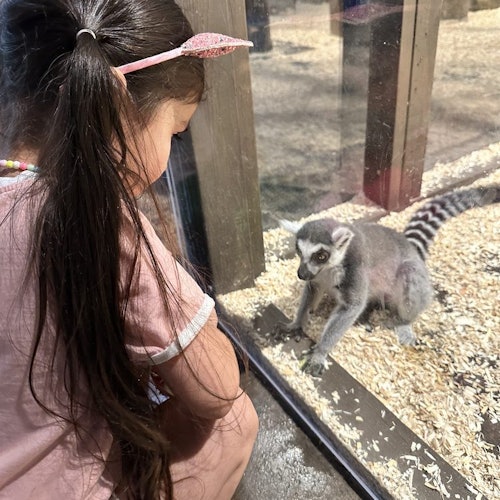 Una ragazza con lunghi capelli castani e una fascia per capelli a forma di orecchie da gatto osserva un lemure dietro un recinto di vetro riempito di trucioli di legno.