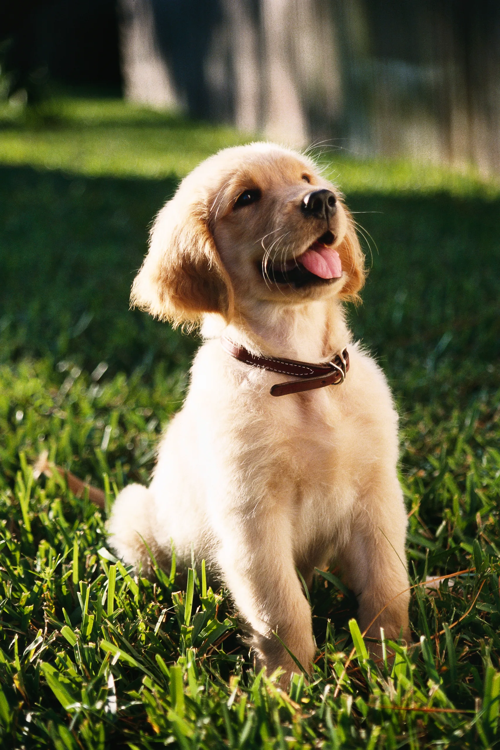 cachorro correndo em área externa com grama