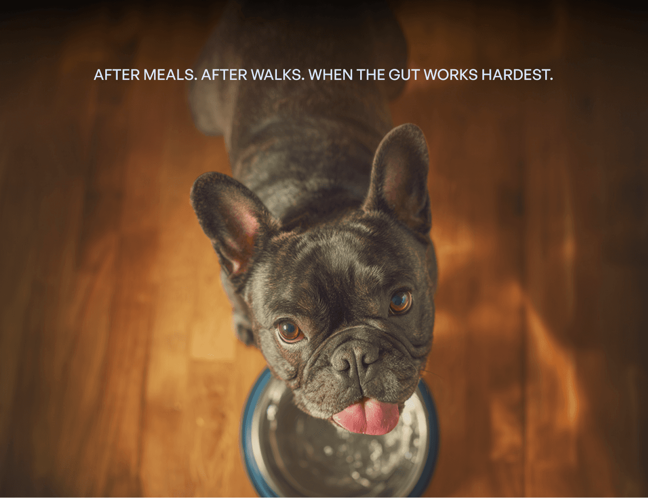 French Bulldog looking up toward the camera with its tongue out, standing over a bowl of green-tinted liquid on a wooden floor in warm indoor light.
