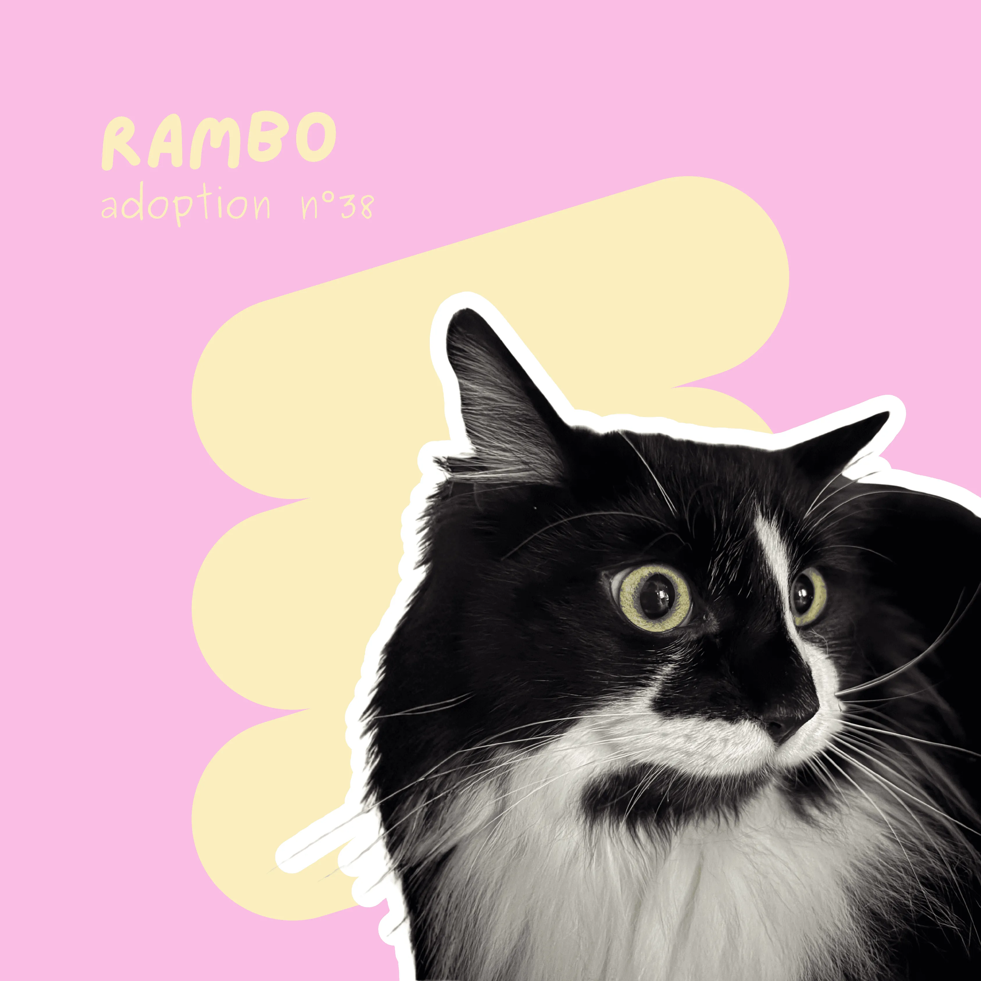 chat-rambo