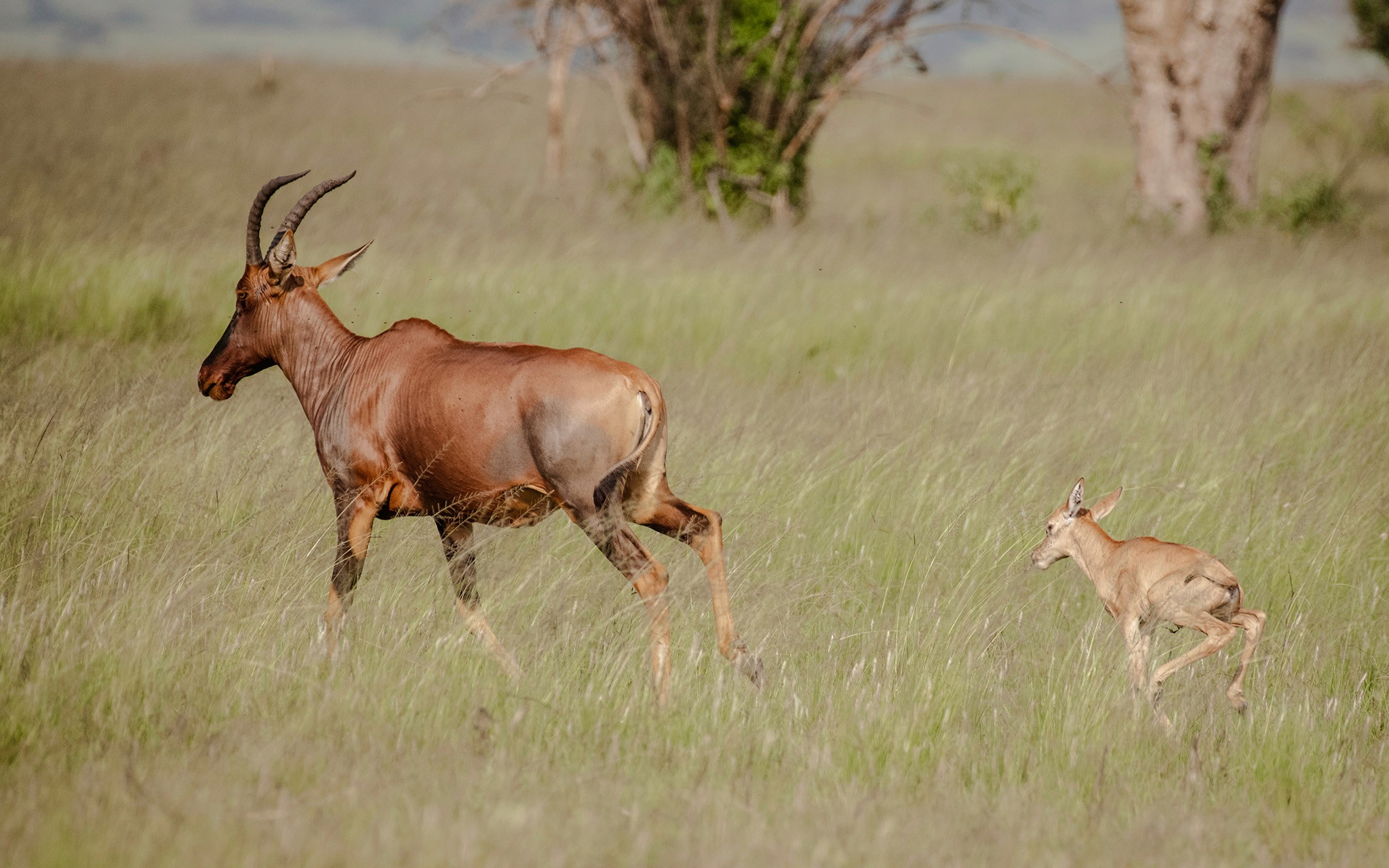 Mother topi and her offspring run to safety upon alert of a predator