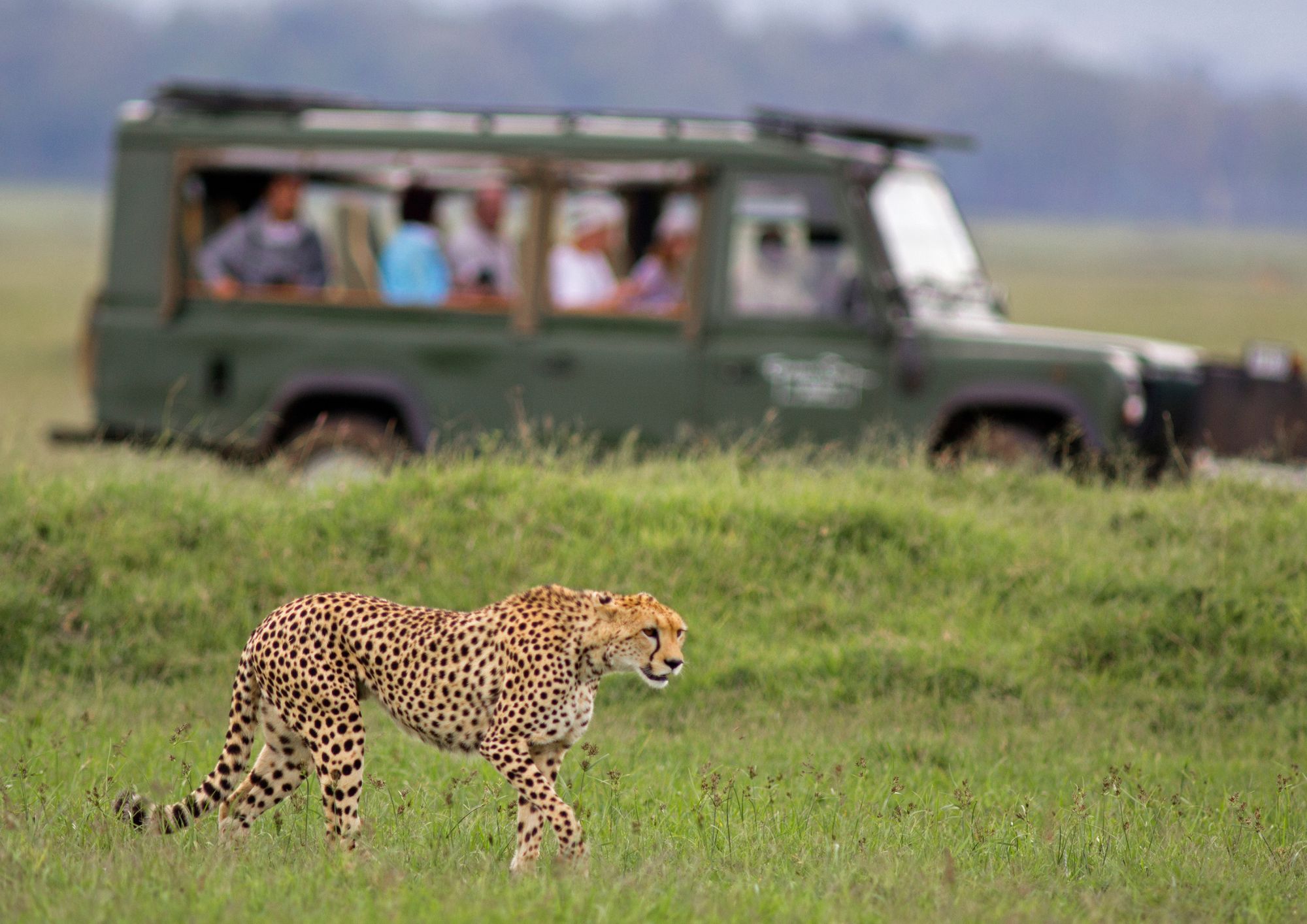 Safari Victoria Falls